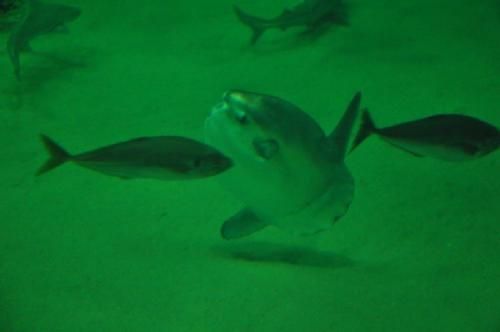 Efterårsmødet - Nordsøen Oceanarium er blandt andet kendt for sine klumpfisk, der lever i Oceanariets største akvarium (med 4.5 mio. liter vand) sammen med 2-3.000 andre saltvandsfisk.