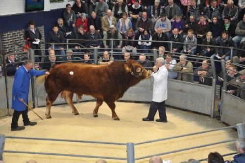 England-Scotland 2013 - Katalog nummer 1 trækkes lidt modstræbende rundt i den lille ring. En outsider i kraft af at være en ældre tyr på næsten seks år. Han blev solgt for 9.500 guineas (En guinea = et pund og en shilling) (Et pund = 20 shilling) (1 engelsk pund = ca. 9 kroner) 9500 x 1,05 x 9 svarer til 85.500 danske kroner