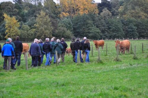 England-Scotland 2013 - Alle limousinefolkene havde glædet sig til besøget hos Graham’s. I særdeleshed fordi det jo var her, at den kendte tyr Grahams Samson var avlet. Dr. Robert A. Graham tog imod os og tog os med i marken, hvor vi i forskellige folde så dyr i forskellige aldre. Dyrene var angiveligt på tre forskellige gårde, men vi var kun et sted og så ingen stalde.