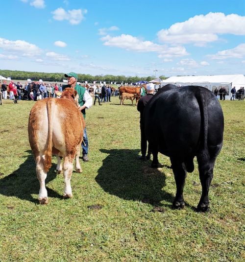 Gl. Estrup - Osvald kunne ikke være med den 1500kg tunge Angus tyr. Dog vandt Kloster Limousine bedste hundyr interbreed.