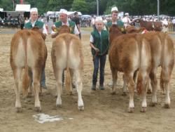 Hobro Dyrskue 2013 - Yngste kvier til bedømmelse. 