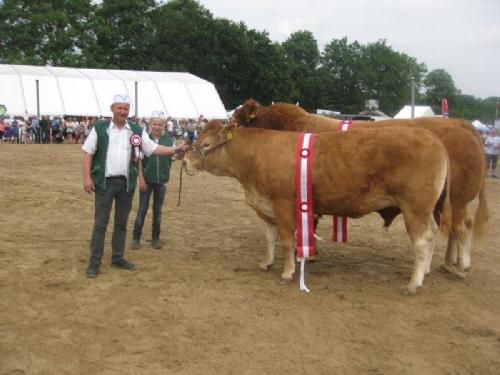 Hobro Dyrskue 2013 - Bedste Hundyr og Bedste Handyr på Hobro Dyrskue. Begge Limousine. I front Lars Juellund med kvien og bagerst Mille Boll-Kragelund med tyren.