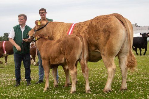 Horsens dyrskue - Bedste Limousine ko og vinder af interbreed fra Grunnet Limousine. Foto Mogens Stendal