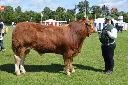 Horsens dyrskue - Bøgely Limousine v/Tommy Jessing. Bøgely Mister - Bedste Limousine Handyr, Reserve champion Limousine og 24p. Ærespræmie