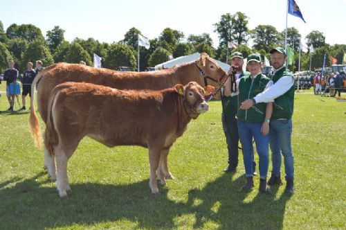 Horsens dyrskue - Bøgely Limousine v/Tommy Jessing. Bøgely Ideal m. Bøgely Mathilde P - Bedste ko m. Kalv, Bedste Limousine & bedste Hundyr, limousine Champion, 24p og Interbreed vinder for hundyr. Ærespræmie