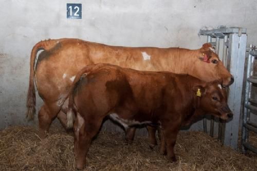 ILC verdenskongres i Irland 20.-28. august 2016 - En af flere køer med kalv, som var taget på stald i anledning af ILC-deltagernes besøg