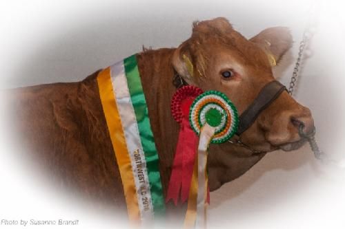 ILC verdenskongres i Irland 20.-28. august 2016 - Der gøres meget ud af fotograferingen af de irske vinderdyr… - mere herom senere
