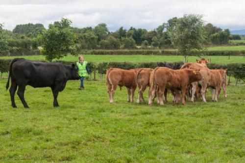 ILC verdenskongres i Irland 20.-28. august 2016 - En flok ET-kalve med deres rugemødre. Der er en hjælper i hver af de 26 folde. Hjælperen svarer på spørgsmål og sørger for at dyrene er tæt på vejen.