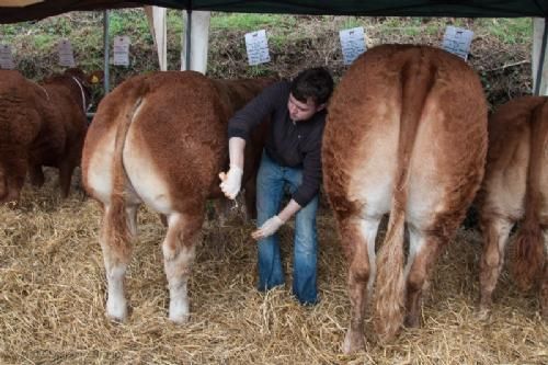 ILC verdenskongres i Irland 20.-28. august 2016 - Dag fem startede på et lokalt dyrskue i Virginia i Cavan, hvor der var kalve finale for North Eastern Limousin Club – (også enkelte klasser med ældre dyr) Kalvene var født 1. august 2015 eller senere. Her den sidste klargøring af dyrene inden bedømmelsen.