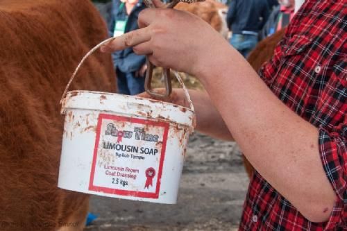 ILC verdenskongres i Irland 20.-28. august 2016 - De irske limousiner er ekstra brune i pelsen for de styles med okkerfarvet ’limousin soap’