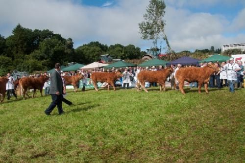 ILC verdenskongres i Irland 20.-28. august 2016 - Et hold limousinekvier (ikke kalvekonkurrencen) bedømmes i strålende solskin
