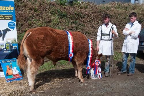 ILC verdenskongres i Irland 20.-28. august 2016 - Vindertyren får en velfortjent spand vand – ikke øl!! Hvis den uge mand har det rette nummerskilt på, så er kalven 7½ måned gammel, men der blev dog sagt 10 måneder.