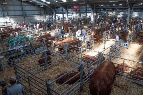 ILC verdenskongres i Irland 20.-28. august 2016 - Dag 7 ser vi National Show i Cillin Hill i Kilkenny – her et kig ud over et udsnit af de mange limousiner