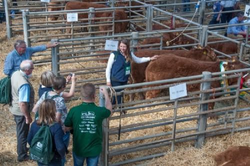 ILC verdenskongres i Irland 20.-28. august 2016 - Gruppen af danske var meget begejstrede for denne unge tyrekalv fra Ed Tyson (Ardlea Elite Limousin Farm)