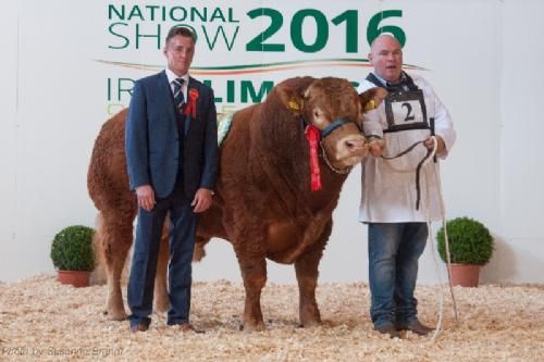 ILC verdenskongres i Irland 20.-28. august 2016 - Endnu en vindertyr – tyren er fra Ardlea Elite Limousin. Tyren præsenteres af driftsleder Kevin Bohan, som vi mødte tidligere på ugen.