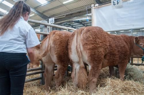 ILC verdenskongres i Irland 20.-28. august 2016 - Dag 8 handler mest om ILC Elite Sale – her klargøres et par kvier til auktionen