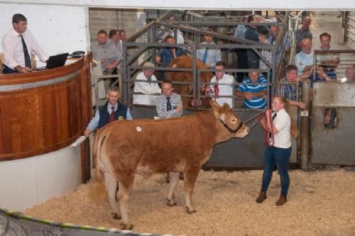 ILC verdenskongres i Irland 20.-28. august 2016 - Et sidste billede med vores irske veninde, som også var trækker af flere af auktionsdyrene. Der var 36 katalognumre, hvoraf dog kun ca. 1/3 opnåede hammerslag.