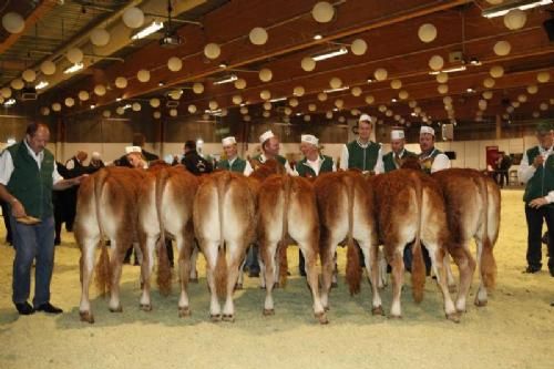 Kimbrerskuet 2013 - Et stort hold kvier 10-12 månedre: Fløj, 23 point og ærespræmie til Gandrup Hortensia fra Lars Juellund.