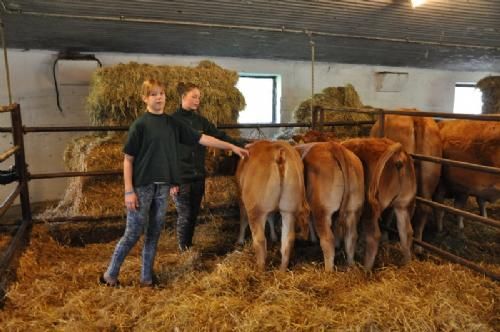 Østs bustur til Fyn - Nogle af dyrene var bundet op til nøjere beskuelse. Simon udstiller på kødkvægsskuet i år og her er nogle af emnerne til udstilling.