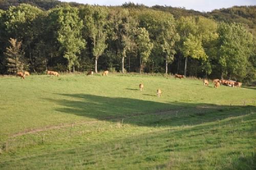 Østs bustur til Fyn - Limousinerne går flot her, hvor efterårssolen kaster lange skygger hen over det kuperede terræn.