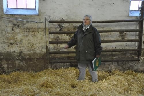 Østs bustur til Fyn - Inger er godt tilfreds med årets afkom og har netop sendt en tyr efter Risvang Uron på Ålestrup til afprøvning.