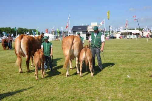 Roskilde Dyrskue Stemningsbilleder - Ko med kalv i hver sit hold. Til venstre 2 1/2– 3 år Kjeldgaard Fleur D’Or fra Præstegårdens Limousine, til højre 3-4 år Baunebo Esperanza fra Baunebo Limousine. Begge opnåede 23 point.