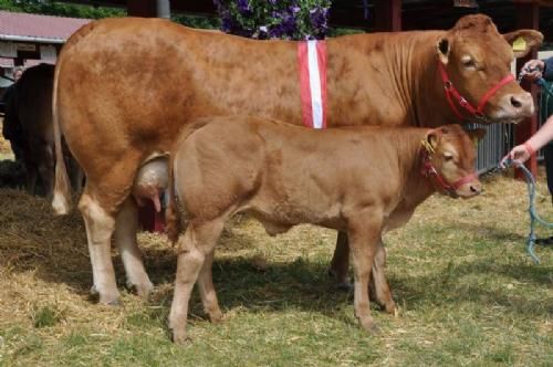 Roskilde Dyrskue Vinderdyr - Skovlygårds Daniella. Bedste ko, reservechampion hundyr, 23 point og ærespræmie. Ejer Pia Rasmussen, Sorø.