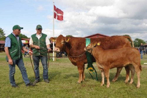 Roskilde dyrskue vinderdyr - Kit fra Alex Kurt Jepsen blev bedste ko. 23 point og ærespræmie. Koen er efter Jyderups Hannibal