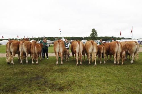 Stemning torsdag 1 - Køer 3-5 år med kalv. Fløj til Kjeldgaard Dolores fra Kirsten Levinsen.
