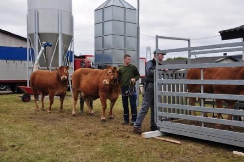 Stemningsbilleder - Landsskuet starter for udstillerne onsdag eftermiddag / aften, hvor dyrene ankommer, bliver installeret og vejet.