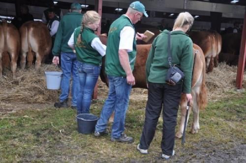 Stemningsbilleder - Derefter handler det om at få alle dyrene gjort helt færdige, så de er klar til at komme til bedømmelse