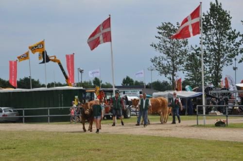 Stemningsbilleder - Limousinerne på vej til Interbreed-konkurrencen, der er et af lørdagens højdepunkter. Bedste hundyr og bedste handyr fra hver race dyster mod hinanden.