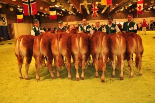 Stemningsbilleder 1 - Yderst til højre, kvier 6-8 mdr. ene i sit hold Lilholdt Gabriella, ejet af Dan Have. Ellers har vi kvier 8-10 mdr. Fløj Risvang Gabriella ejet af Søren Grunnet.