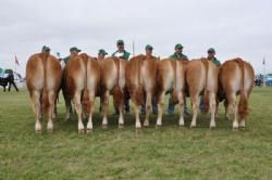 Stemningsbilleder - Kvier 12-15 mdr. Fløj til Sdr. Skovgårds Gibber. Ejer Knud Erik Szwed.
