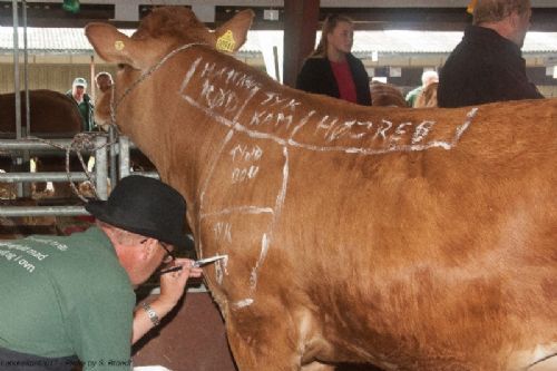 Stemningsbilleder - Slagter Jens Janniche kom forbi limousinestalden og lavede ’bodypaint’ på en kvie