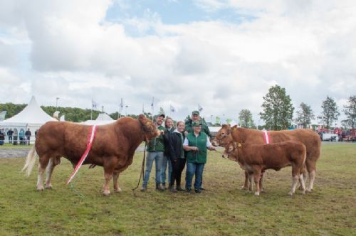 Stemningsbilleder - Limousineracen triumferede Landsskuet 2019 ved at vinder Interbreed både for handyr og for hundyr