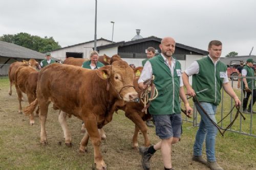 Stemningsbilleder - Fredagen handlede dernæst om at finde de allerbedste blandt de bedste limousiner. Her er tyrene på vej til kødkvægsringen.