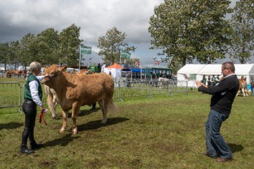 Stemningsbilleder - Dommeren vil også selv have et billede med hjem af vinderen af holdet af kvier fra 24-27 måneder.