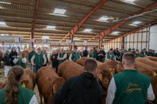 Stemningsbilleder - Fredag eftermiddag var der regionskonkurrence – den foregik i enden af den ene af limousinestaldene.