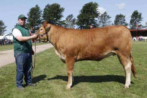 Vinderdyr Landsskuet 2013 - Ærespræmie til Risvang Hope fra Risvang Limousine v. Bent Svenning Jessen.