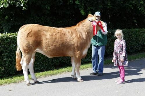 Vinderdyr Landsskuet 2013 - Ærespræmie til Snap P. Lady Goddess fra Snapholt Limousine v. Thomas Lomholt.