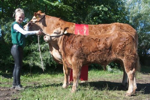 Ærespræmie- og vinderdyr - 1688 – Randers Juliane – Bedste ko 3-5 år, bedste hundyr -fra Jesper Kragelund, Skørping
