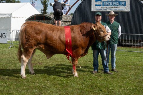 Vinderdyr - 02 – kat1642 – Skovlund Ursus – bedste yngre tyr – fra Skovlund Limousine, Søren Paulsen, Toftlund