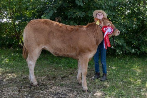 Vinderdyr - 05 – kat1652 – Gulleruplunds Valence – fra Gulleruplund Limousine, Nykøbing M