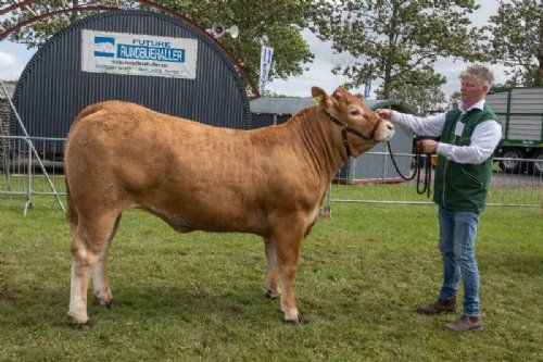 Vinderdyr - 11 – kat1699 – Gulleruplunds Toffee – fra Gulleruplund Limousine, Nykøbing M