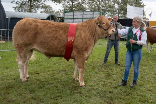Vinderdyr - 12 – kat1700 – Kærsgaards Tulle – bedste ældre kvie – fra Kærsgaard Limousine, Jesper Kragelund, Suldrup – kvien, ført af Mille Kragelund, deltog og vandt desuden præmie i All Breed Ungdomsshow