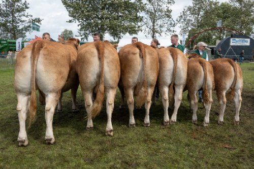 Vinderdyr - 18 – katxxxx – 2. bedste besætningsgruppe - fra Per Lynge Laursen, Arden