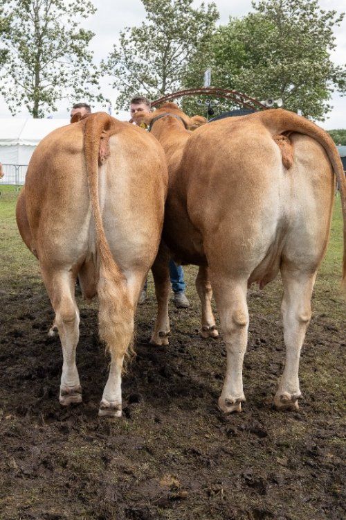 Vinderdyr - 19 – katxxxx – 3. bedste besætningsgruppe – fra Skovlund Limousine, Søren Paulsen, Toftlund